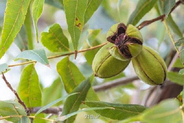 تغییر الگوی کشت با تولید نهال های گرمسیری توسط یک شرکت دانش بنیان